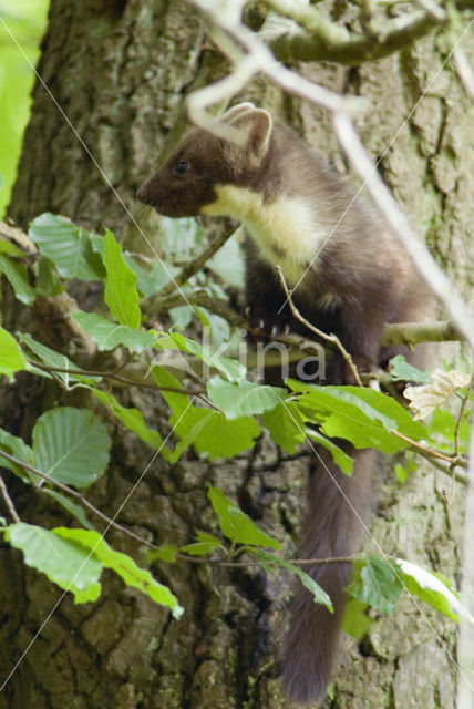 Pine Marten (Martes martes)
