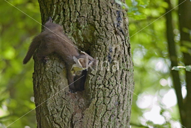 Pine Marten (Martes martes)