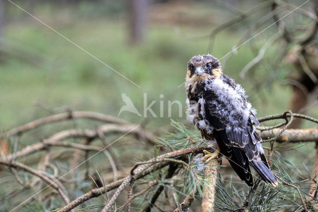 Hobby (Falco subbuteo)