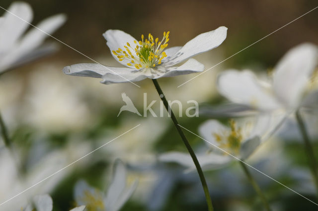 Wood Anemone (Anemone nemorosa)