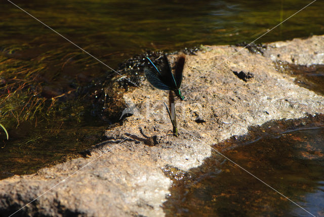 Bosbeekjuffer (Calopteryx virgo)