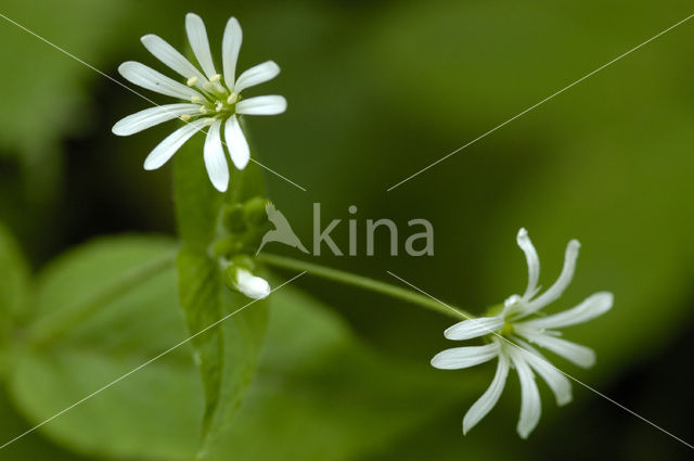 Wood Stitchwort (Stellaria nemorum)