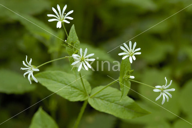 Wood Stitchwort (Stellaria nemorum)