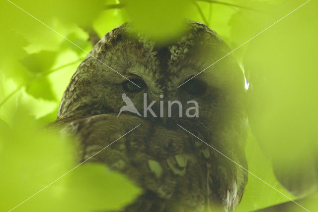 Tawny Owl (Strix aluco)