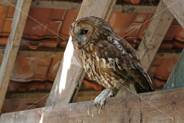 Bosuil (Strix aluco)