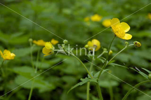 Buttercup (Ranunculus lanuginosus)