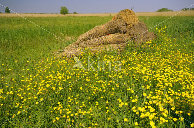 Buttercup (Ranunculus)