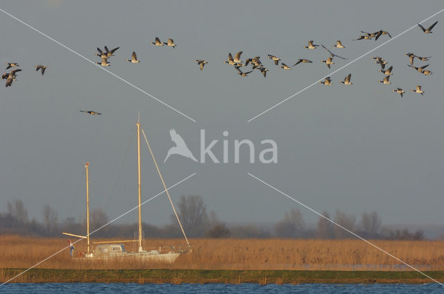 Barnacle Goose (Branta leucopsis)