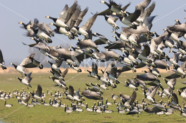 Barnacle Goose (Branta leucopsis)