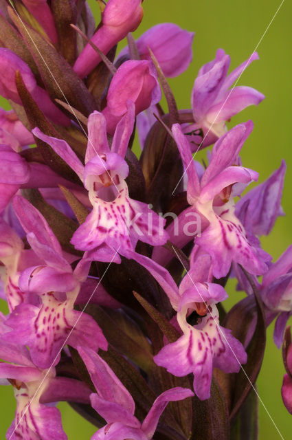 Brede orchis (Dactylorhiza majalis)