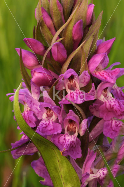 Brede orchis (Dactylorhiza majalis)