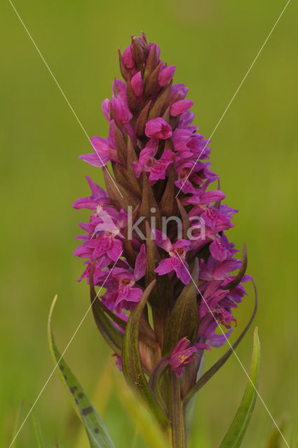 Brede orchis (Dactylorhiza majalis)