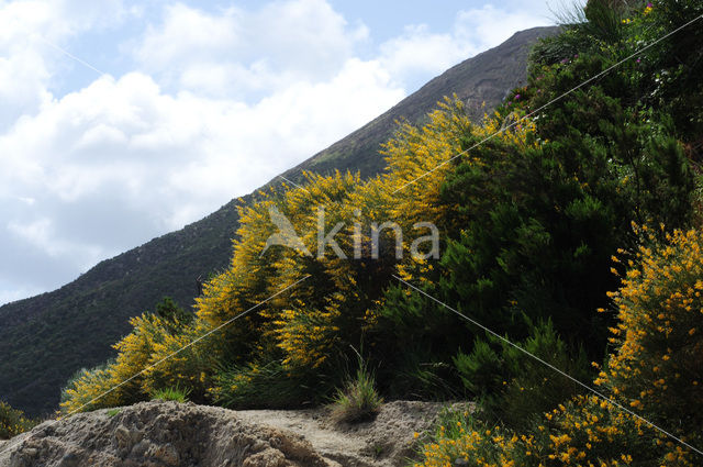 Brem (Genista thyrrena)