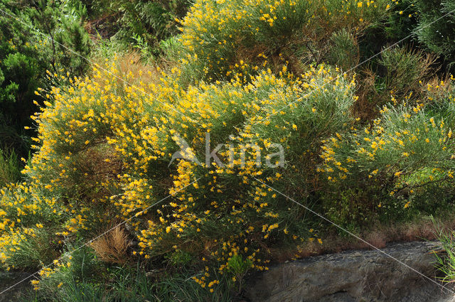 Brem (Genista thyrrena)