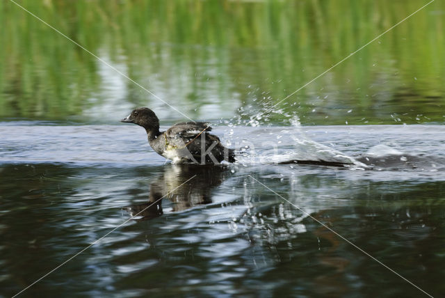 Common Goldeneye (Bucephala clangula)