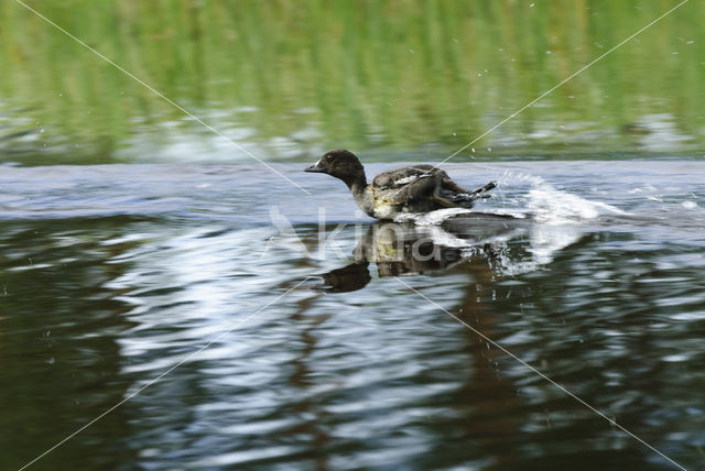 Common Goldeneye (Bucephala clangula)