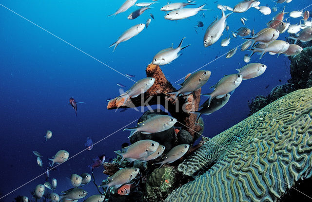 Bruin juffertje (Chromis multilineata)