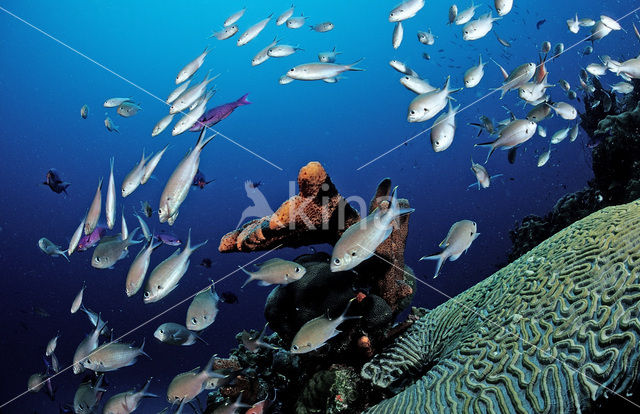 Brown chromis (Chromis multilineata)