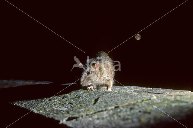 Bruine rat (Rattus norvegicus)