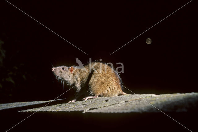 Bruine rat (Rattus norvegicus)