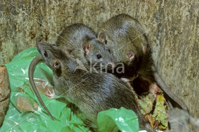 Brown rat (Rattus norvegicus)