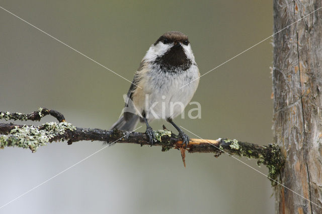 Bruinkopmees (Parus cinctus)