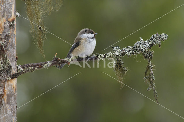 Bruinkopmees (Parus cinctus)