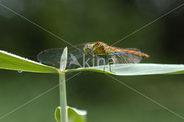 Bruinrode heidelibel (Sympetrum striolatum)