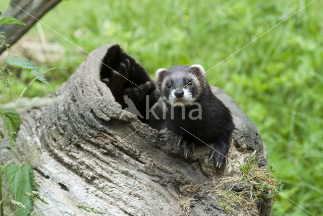 Polecat (Mustela putorius)