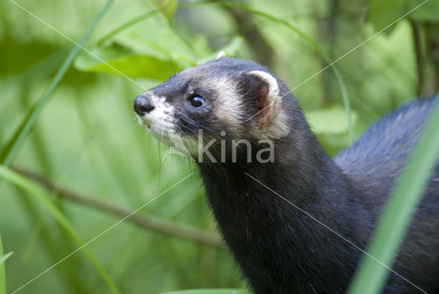 Polecat (Mustela putorius)