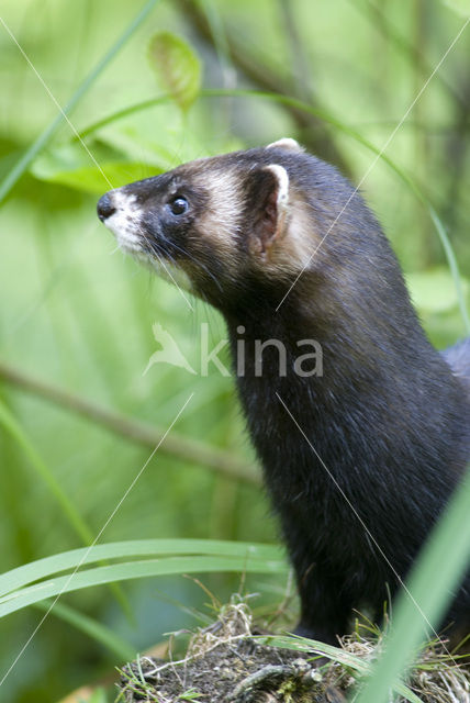 Bunzing (Mustela putorius)