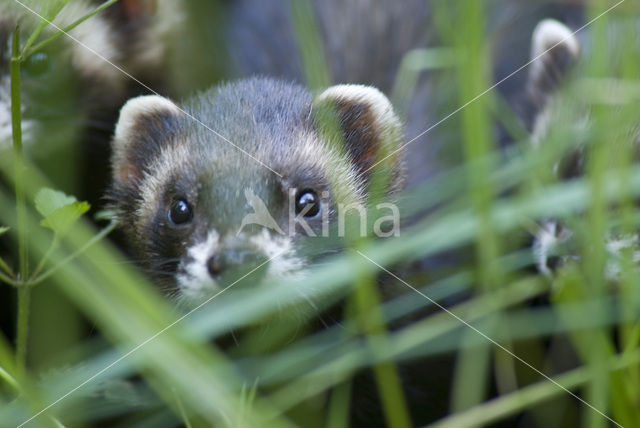 Bunzing (Mustela putorius)