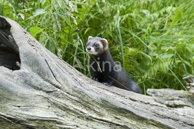 Bunzing (Mustela putorius)