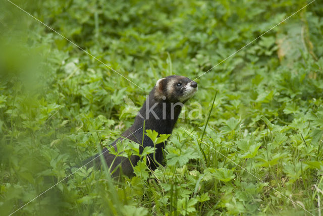 Bunzing (Mustela putorius)