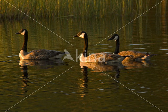 Canadese Gans (Branta canadensis)