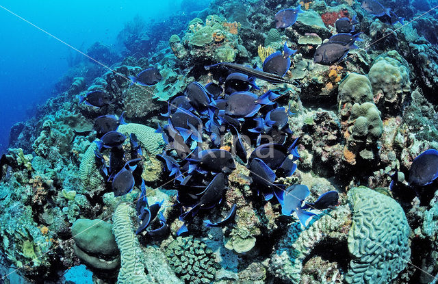 Caribische doktersvis (Acanthurus coeruleus)