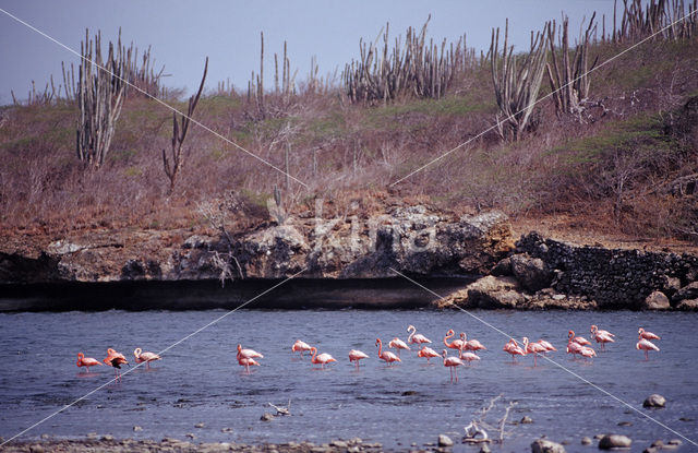 Caribische Flamingo (Phoenicopterus ruber ruber)