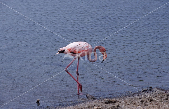 Caribbean Flamingo (Phoenicopterus ruber ruber)