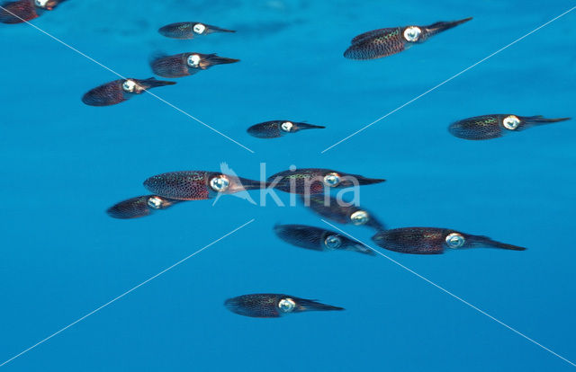 Caribbean reef squid (Sepioteuthis sepioidea)