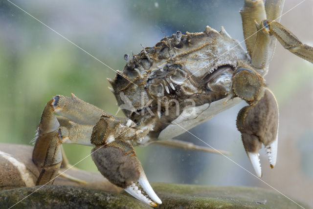 Chinese wolhandkrab (Eriocheir sinensis)