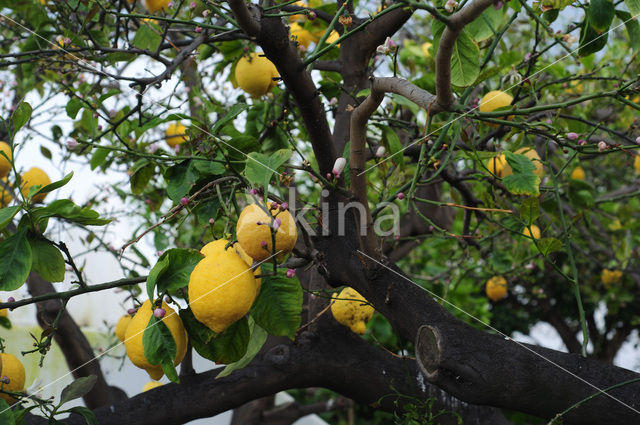 Lemon (Citrus limon)
