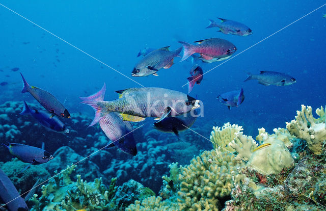 Creole wrasse (Clepticus parrae)