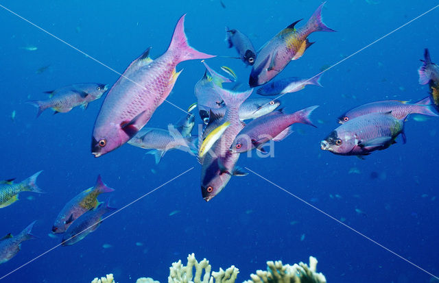 Creole wrasse (Clepticus parrae)