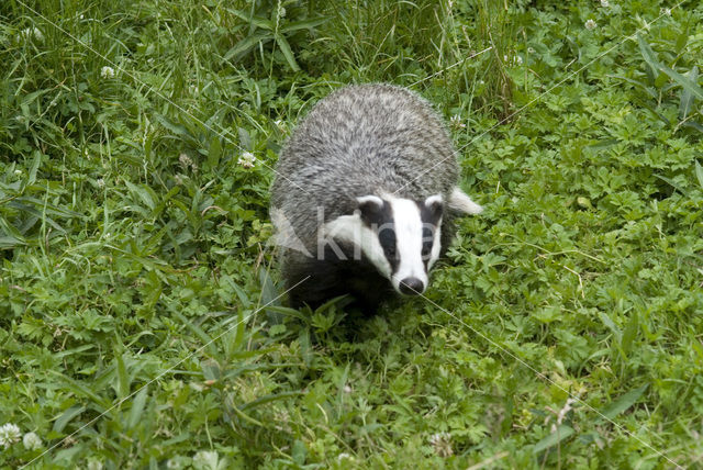 Badger (Meles meles)
