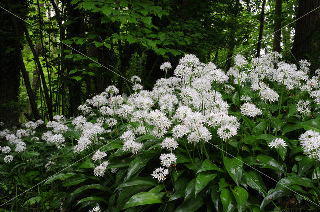 Daslook (Allium ursinum)