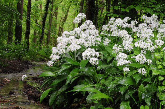 Daslook (Allium ursinum)