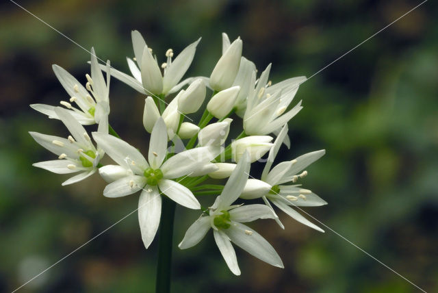 Daslook (Allium ursinum)