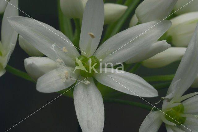 Ramsons (Allium ursinum)