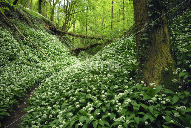 Ramsons (Allium ursinum)