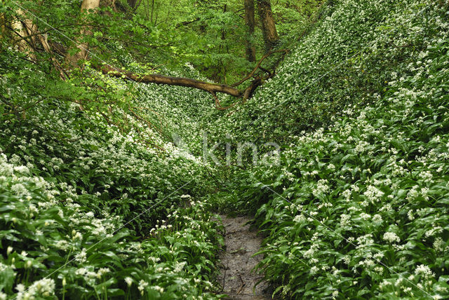 Ramsons (Allium ursinum)